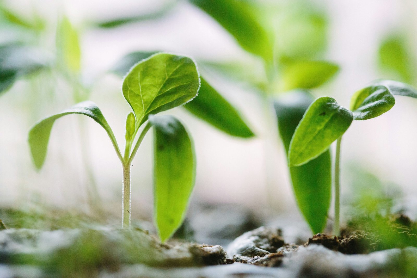Plant growing